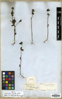 Type specimen at Edinburgh (E). Wallich, Nathaniel: 3926F. Barcode: E00313975.