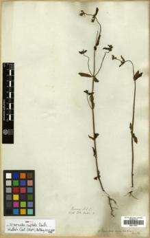 Type specimen at Edinburgh (E). Wallich, Nathaniel: 3926G. Barcode: E00313976.