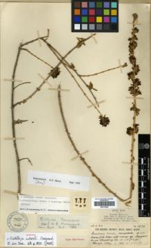Type specimen at Edinburgh (E). Kingdon-Ward, Francis: 5636. Barcode: E00313988.