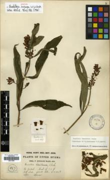 Type specimen at Edinburgh (E). Kingdon-Ward, Francis: 1867. Barcode: E00313989.
