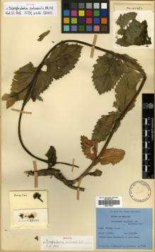 Type specimen at Edinburgh (E). Ludlow, Frank; Sherriff, George; Hicks, J.: 20383. Barcode: E00313998.