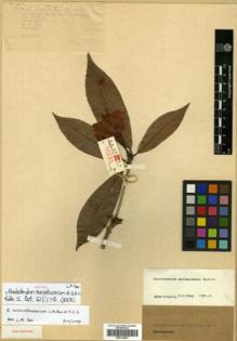 Type specimen at Edinburgh (E). Wang, Chi-Wu: 88155. Barcode: E00314003.