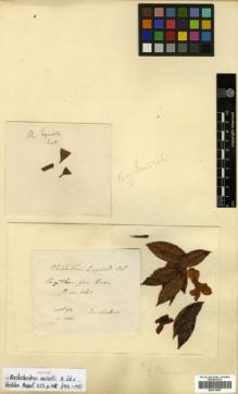 Type specimen at Edinburgh (E). Cavalerie, Pierre: 3886. Barcode: E00314007.