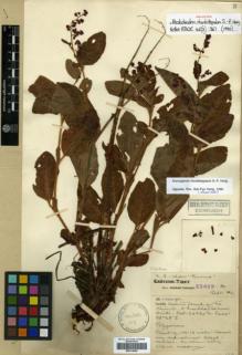 Type specimen at Edinburgh (E). Forrest, George: 25039. Barcode: E00314009.