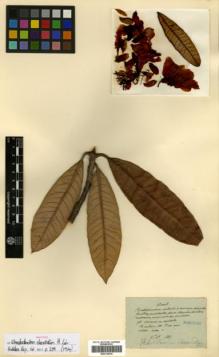 Type specimen at Edinburgh (E). Maire, Edouard-Ernest: . Barcode: E00314014.