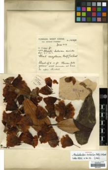 Type specimen at Edinburgh (E). Forrest, George: 15857. Barcode: E00314018.