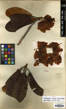 Type specimen at Edinburgh (E). Forrest, George: 15857. Barcode: E00314019.