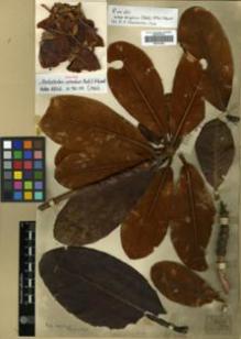 Type specimen at Edinburgh (E). Kingdon-Ward, Francis: 3101. Barcode: E00314022.