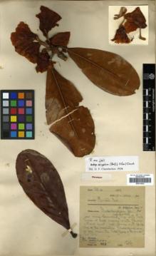 Type specimen at Edinburgh (E). Farrer, Reginald: 863. Barcode: E00314023.