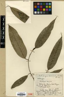 Type specimen at Edinburgh (E). Sinclair, James: 4039. Barcode: E00314032.