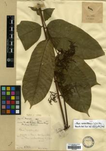 Type specimen at Edinburgh (E). Lace, John: 4765. Barcode: E00314045.