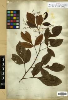 Type specimen at Edinburgh (E). Wallich, Nathaniel: 993. Barcode: E00314047.