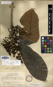 Type specimen at Edinburgh (E). Dr G. King's Collector: 7439. Barcode: E00314050.