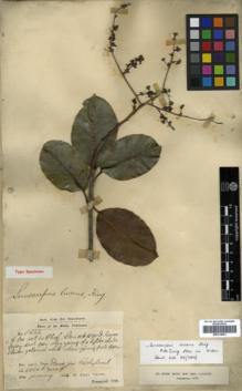 Type specimen at Edinburgh (E). Dr G. King's Collector: 5444. Barcode: E00314051.