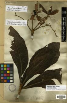 Type specimen at Edinburgh (E). Wallich, Nathaniel: 597. Barcode: E00314054.