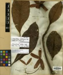 Type specimen at Edinburgh (E). Wallich, Nathaniel: 597. Barcode: E00314055.