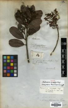 Type specimen at Edinburgh (E). Cuming, Hugh: 1125. Barcode: E00314057.