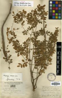 Type specimen at Edinburgh (E). Buchanan-Hamilton, Francis: 1038. Barcode: E00314059.