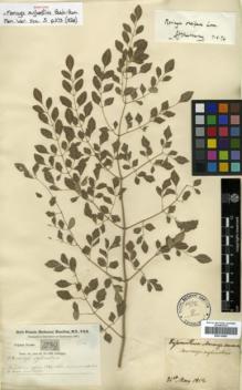 Type specimen at Edinburgh (E). Buchanan-Hamilton, Francis: 1039. Barcode: E00314060.