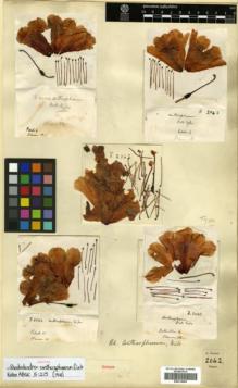 Type specimen at Edinburgh (E). Forrest, George: 2042. Barcode: E00314069.