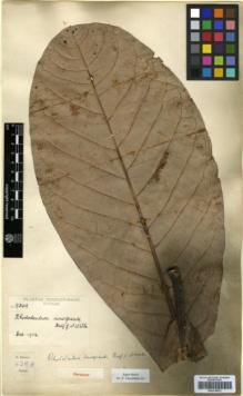 Type specimen at Edinburgh (E). Forrest, George: 9369. Barcode: E00314072.