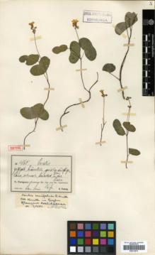 Type specimen at Edinburgh (E). Fiebrig, Karl: 4860. Barcode: E00314074.