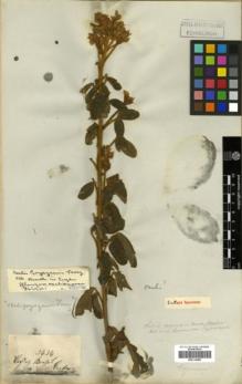 Type specimen at Edinburgh (E). Gardner, George: 3634. Barcode: E00314080.