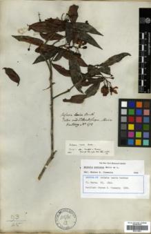 Type specimen at Edinburgh (E). Hartweg, Karl: 478. Barcode: E00314081.