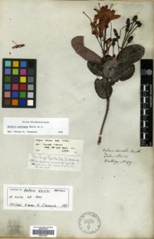 Type specimen at Edinburgh (E). Hartweg, Karl: 479. Barcode: E00314082.
