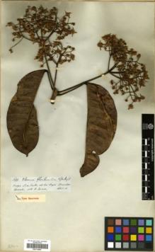 Type specimen at Edinburgh (E). Spruce, Richard: 1600. Barcode: E00314086.