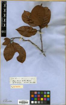 Type specimen at Edinburgh (E). Spruce, Richard: 2788. Barcode: E00314097.