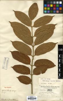 Type specimen at Edinburgh (E). Buchanan-Hamilton, Francis: 1047. Barcode: E00314099.