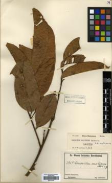 Type specimen at Edinburgh (E). Ledermann, Carl: 7969. Barcode: E00314100.