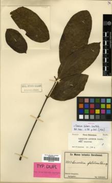 Type specimen at Edinburgh (E). Ledermann, Carl: 7743. Barcode: E00314101.