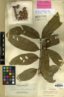 Type specimen at Edinburgh (E). Elmer, Adolph: 10996. Barcode: E00314104.