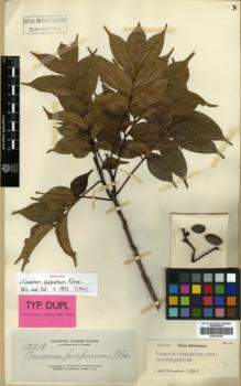 Type specimen at Edinburgh (E). Elmer, Adolph: 12219. Barcode: E00314106.
