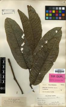 Type specimen at Edinburgh (E). Elmer, Adolph: 7242. Barcode: E00314120.