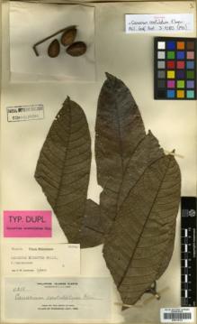 Type specimen at Edinburgh (E). Elmer, Adolph: 11215. Barcode: E00314121.
