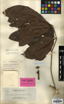Type specimen at Edinburgh (E). Elmer, Adolph: 11122. Barcode: E00314123.