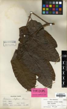 Type specimen at Edinburgh (E). Elmer, Adolph: 7274. Barcode: E00314124.