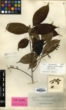 Type specimen at Edinburgh (E). Elmer, Adolph: 12225. Barcode: E00314125.