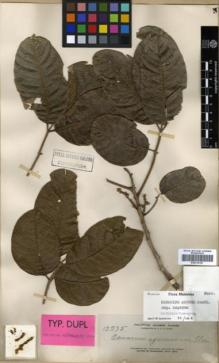 Type specimen at Edinburgh (E). Elmer, Adolph: 13275. Barcode: E00314127.