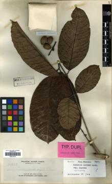 Type specimen at Edinburgh (E). Elmer, Adolph: 11859. Barcode: E00314130.