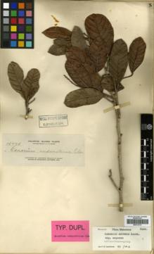Type specimen at Edinburgh (E). Elmer, Adolph: 14074. Barcode: E00314131.
