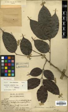 Type specimen at Edinburgh (E). Dr G. King's Collector: 8354. Barcode: E00314132.