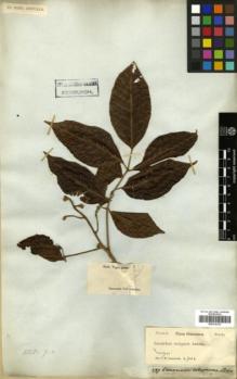 Type specimen at Edinburgh (E). Wight, Robert: 387. Barcode: E00314133.