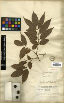 Type specimen at Edinburgh (E). Buchanan-Hamilton, Francis: 2243. Barcode: E00314134.