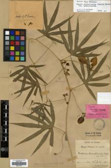Type specimen at Edinburgh (E). Lace, John: . Barcode: E00314151.