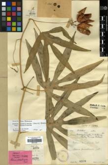 Type specimen at Edinburgh (E). Lace, John: . Barcode: E00314152.