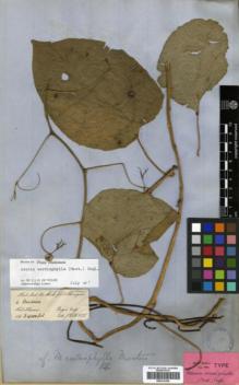 Type specimen at Edinburgh (E). Hooker, Joseph; Thomson, Thomas: 6. Barcode: E00314154.